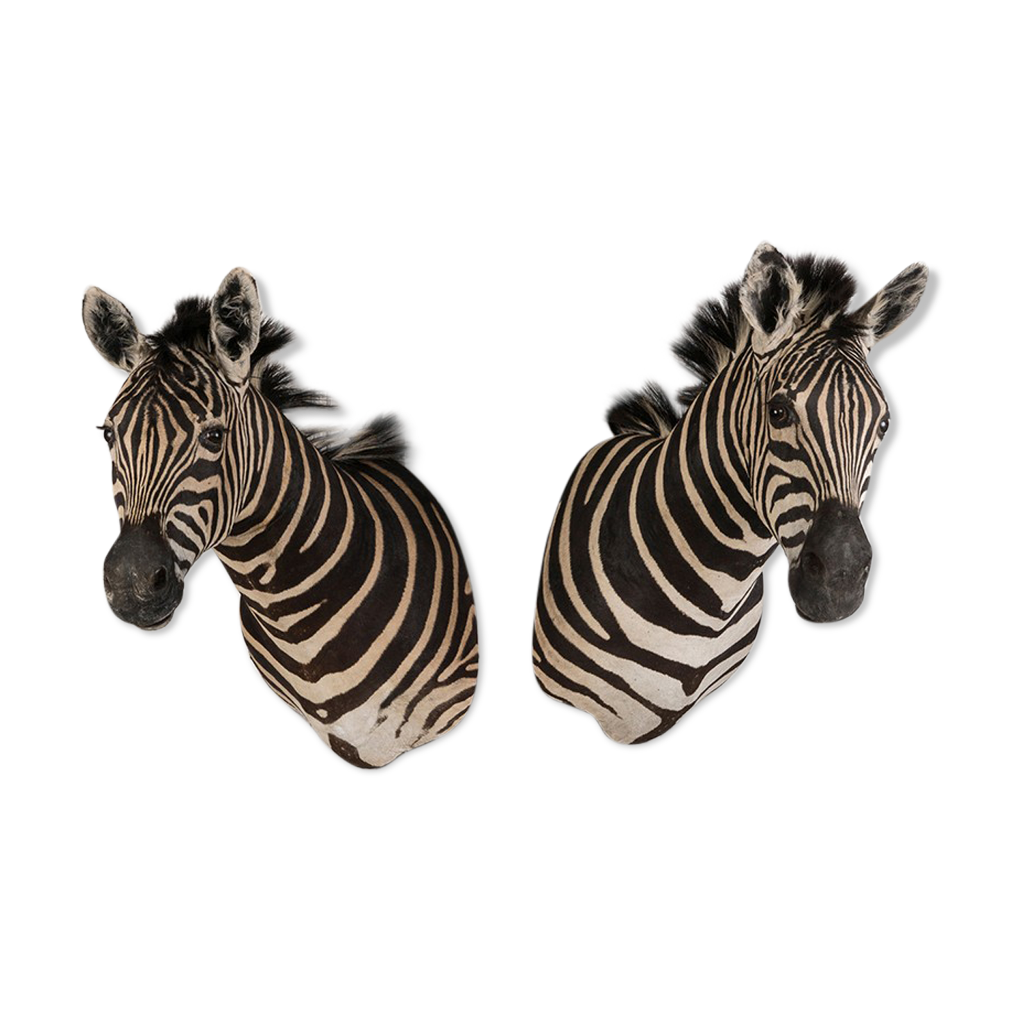 Zebra Taxidermy Set