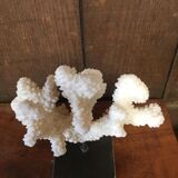 Coral on plinth