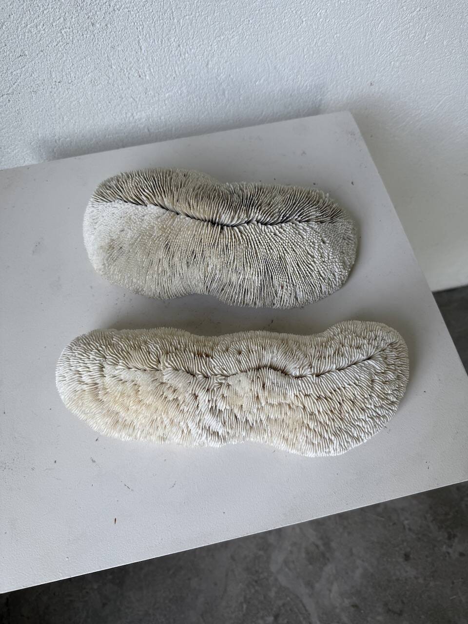 Pair of Fungia "shark cushion" corals