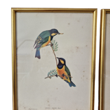 Bird prints J.Gould HC Richter