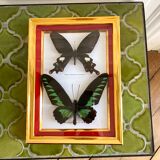 Naturalized butterfly frame