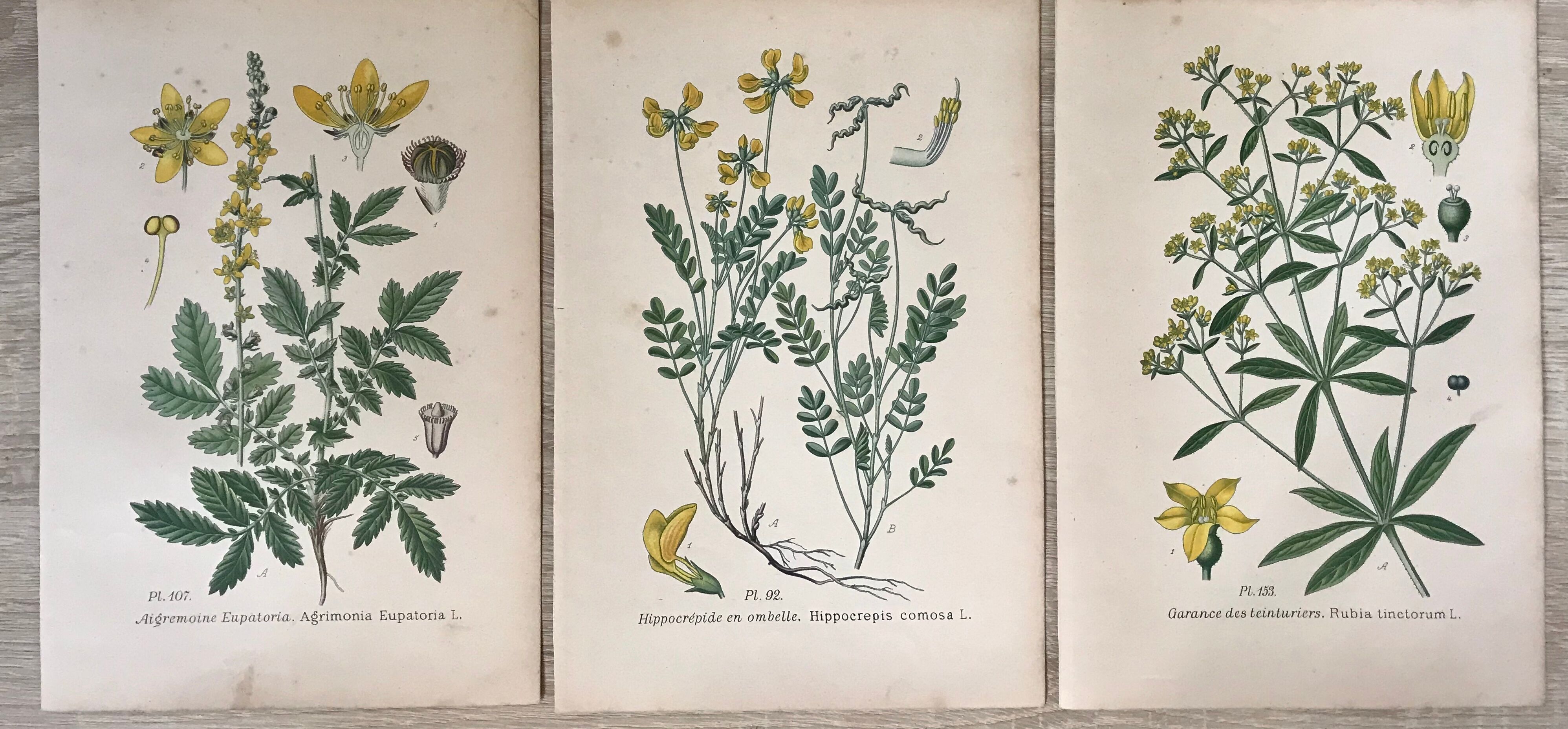 Planches botaniques de fleurs jaunes 1891