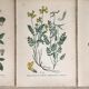 Planches botaniques de fleurs jaunes 1891
