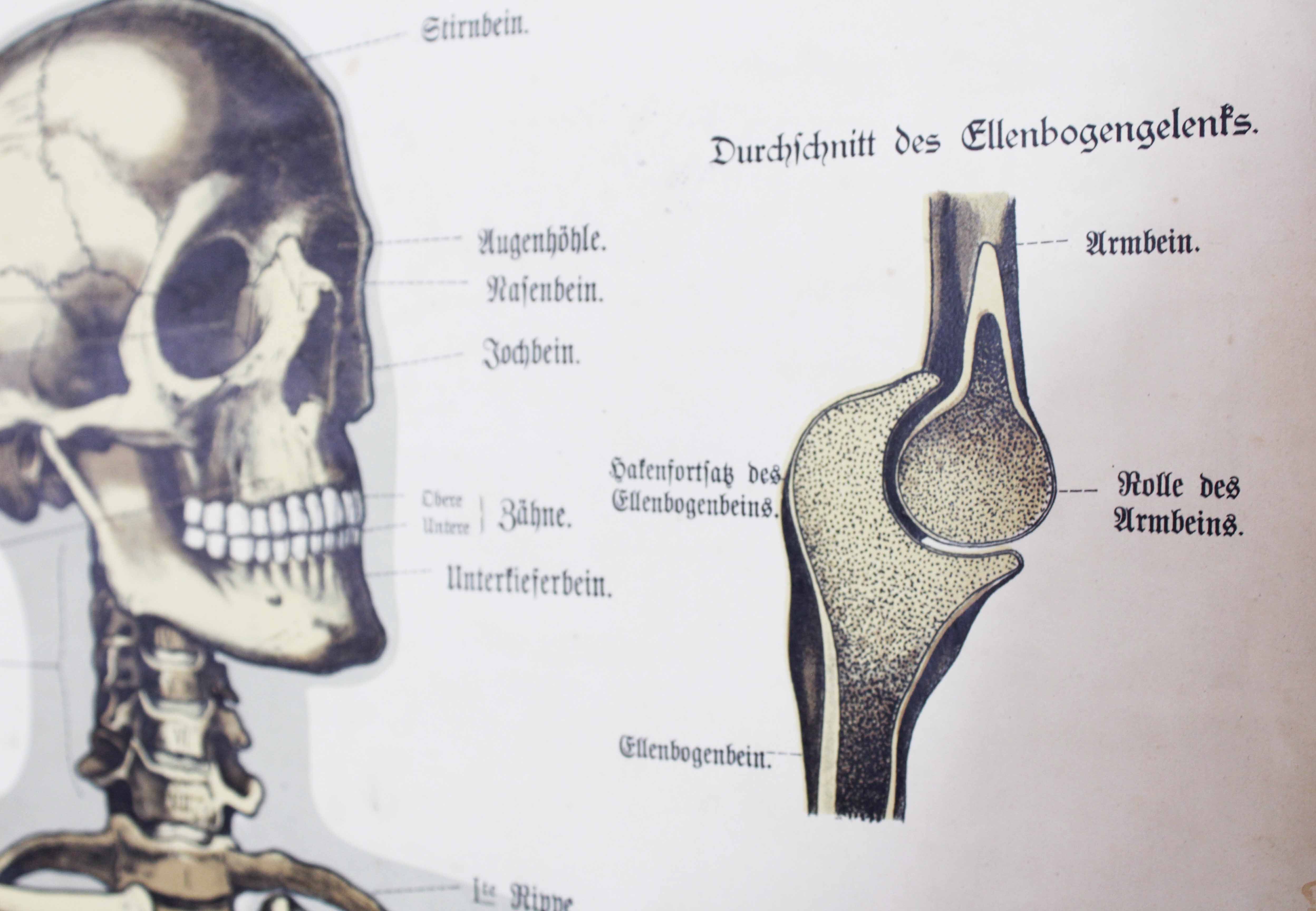Anatomy poster XIXeme
