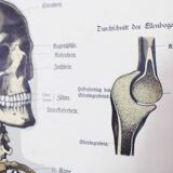 Anatomy poster XIXeme