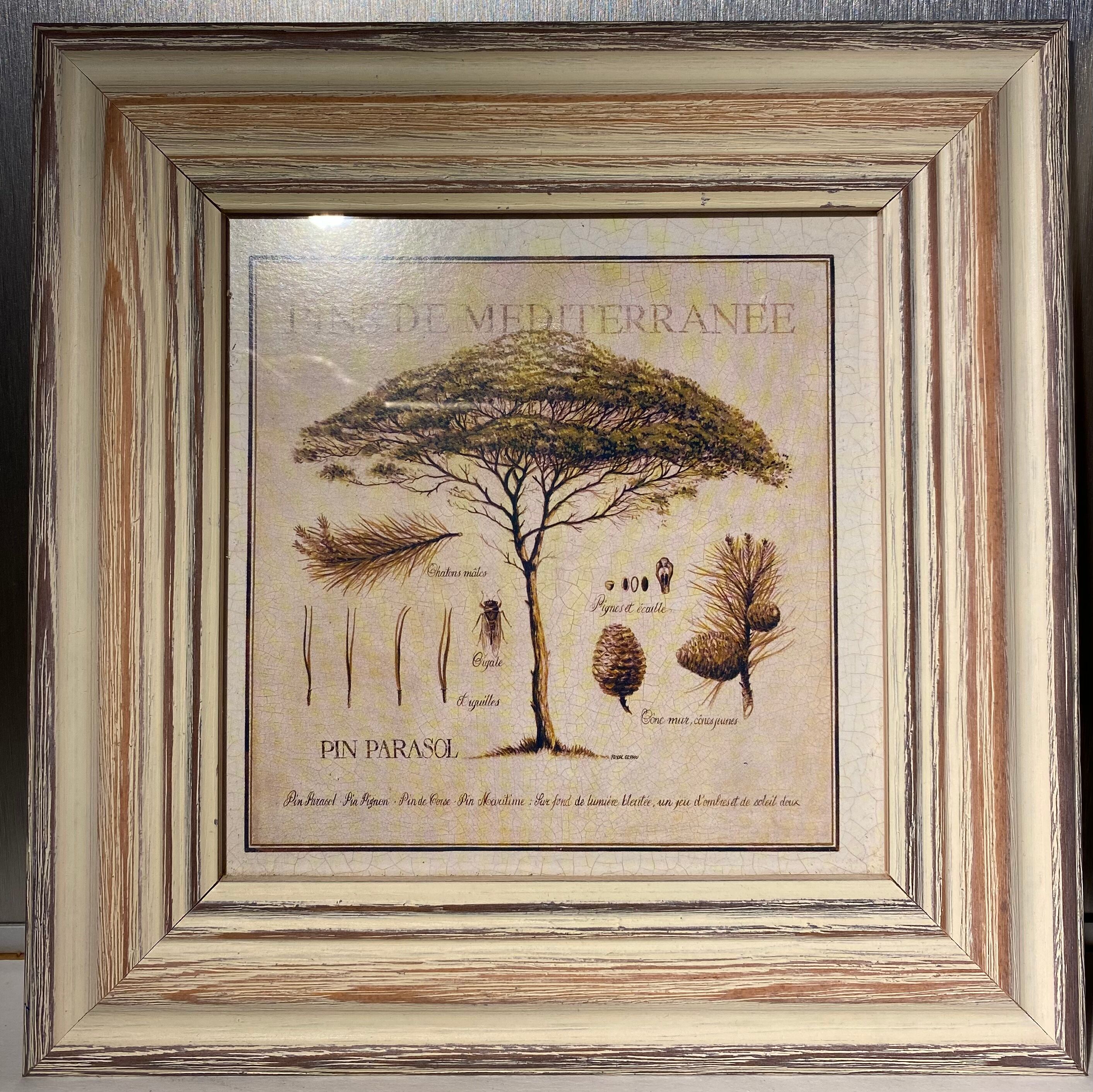 Two botanical paintings, lavender and Mediterranean pines