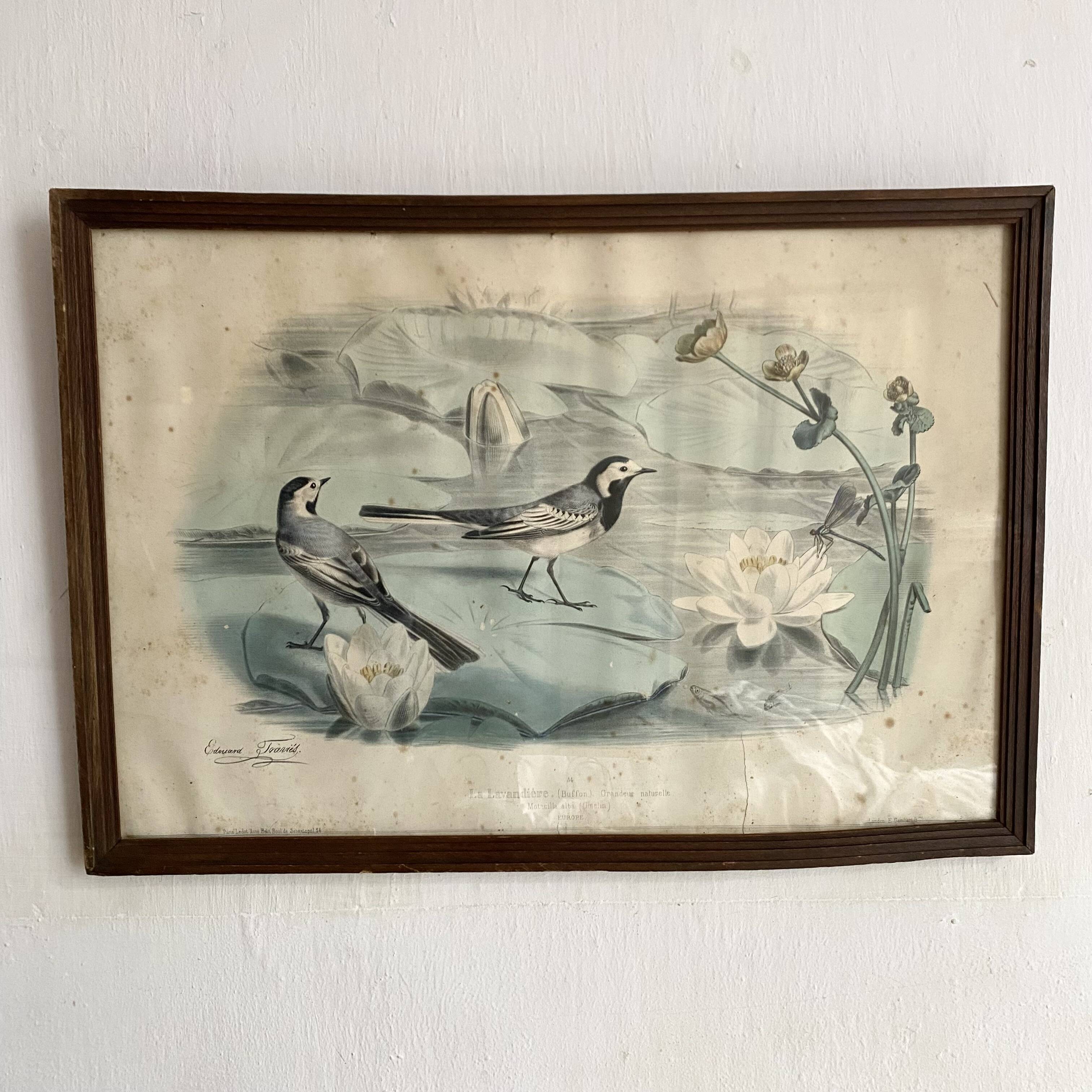 Large framed antique zoological engraving "The Washerwoman"
