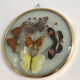 Vintage butterfly frame