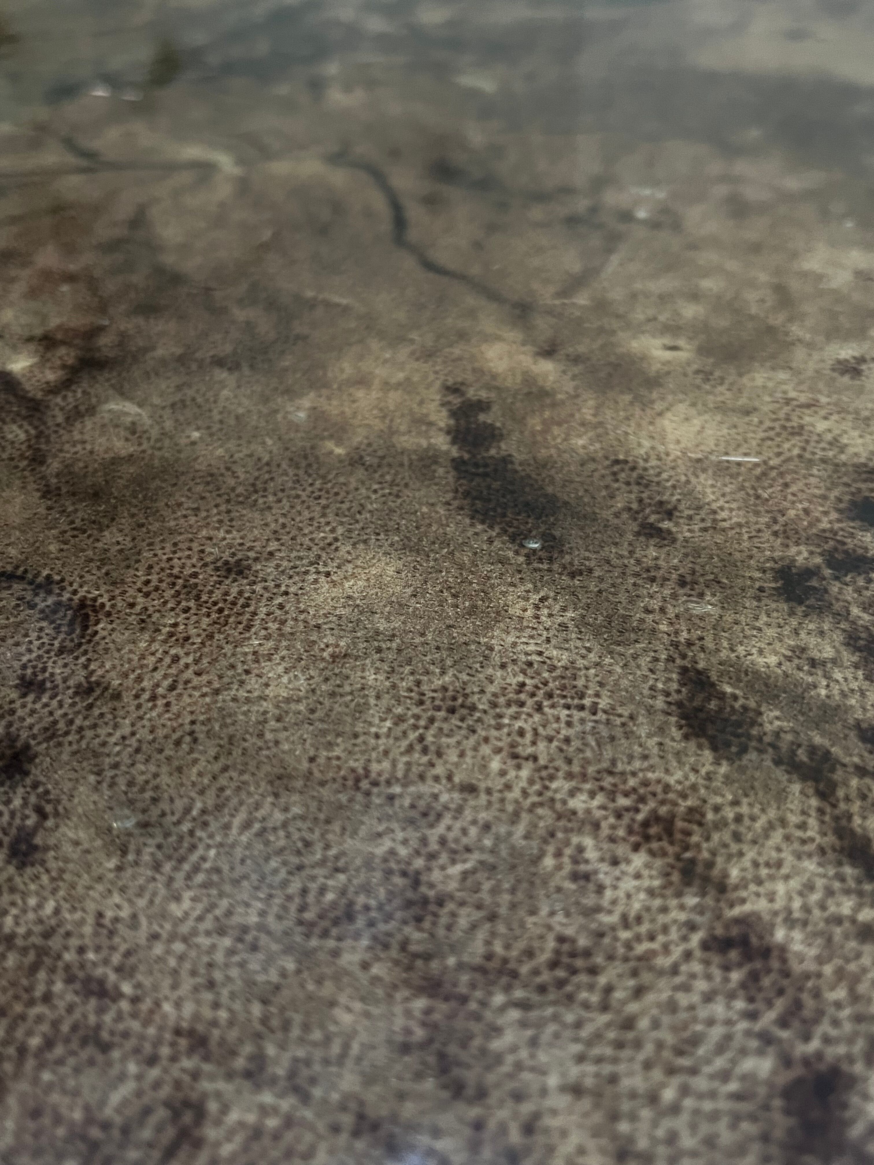 Bar coffee table, 1960 parchment