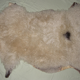 Skin of sheep 100 X 83