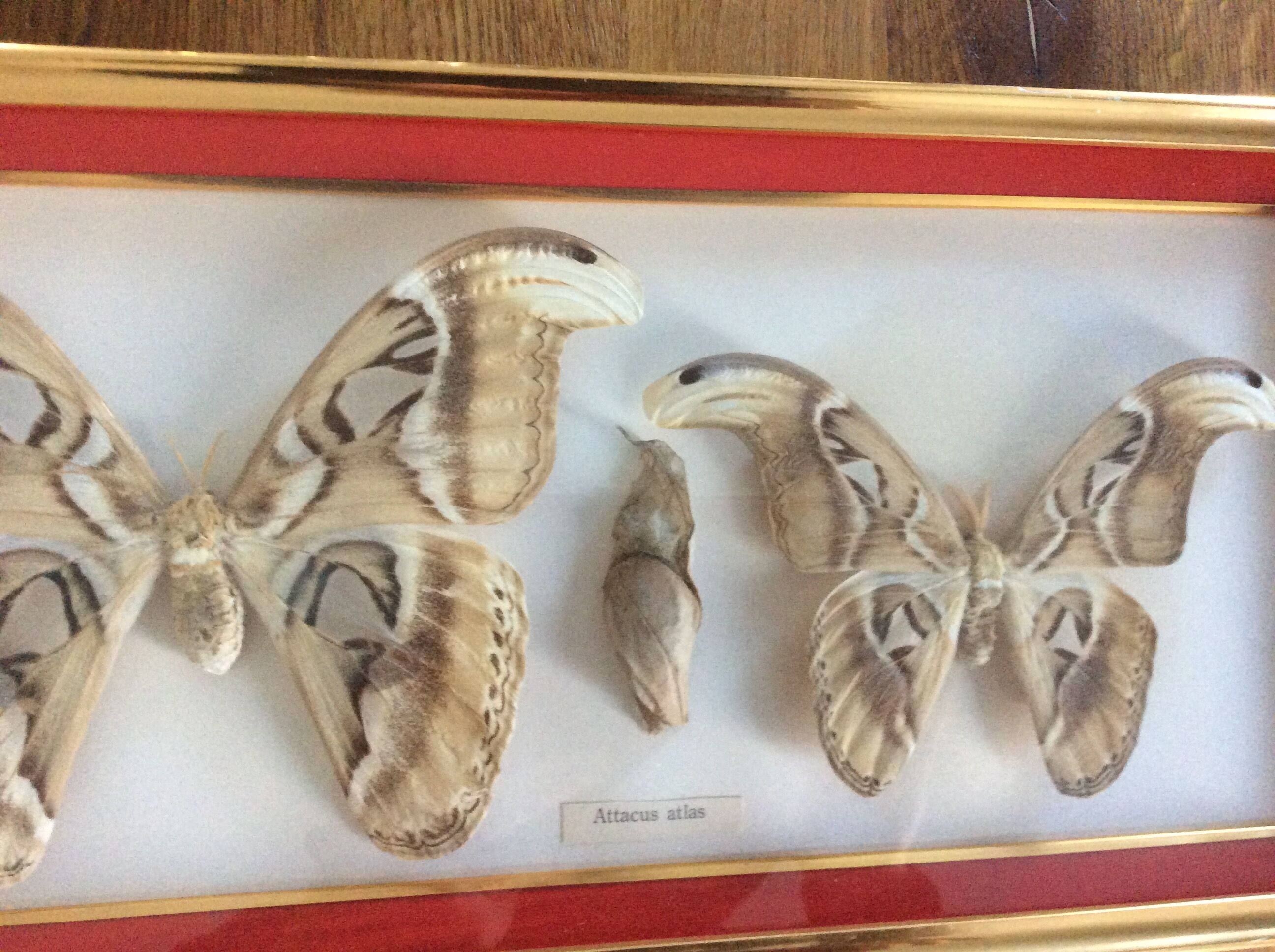 Naturalized butterfly frame