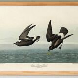 Poster about the Storm Petrel, based on an old engraving from 1827.