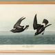 Poster about the Storm Petrel, based on an old engraving from 1827.