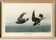 Poster about the Storm Petrel, based on an old engraving from 1827.