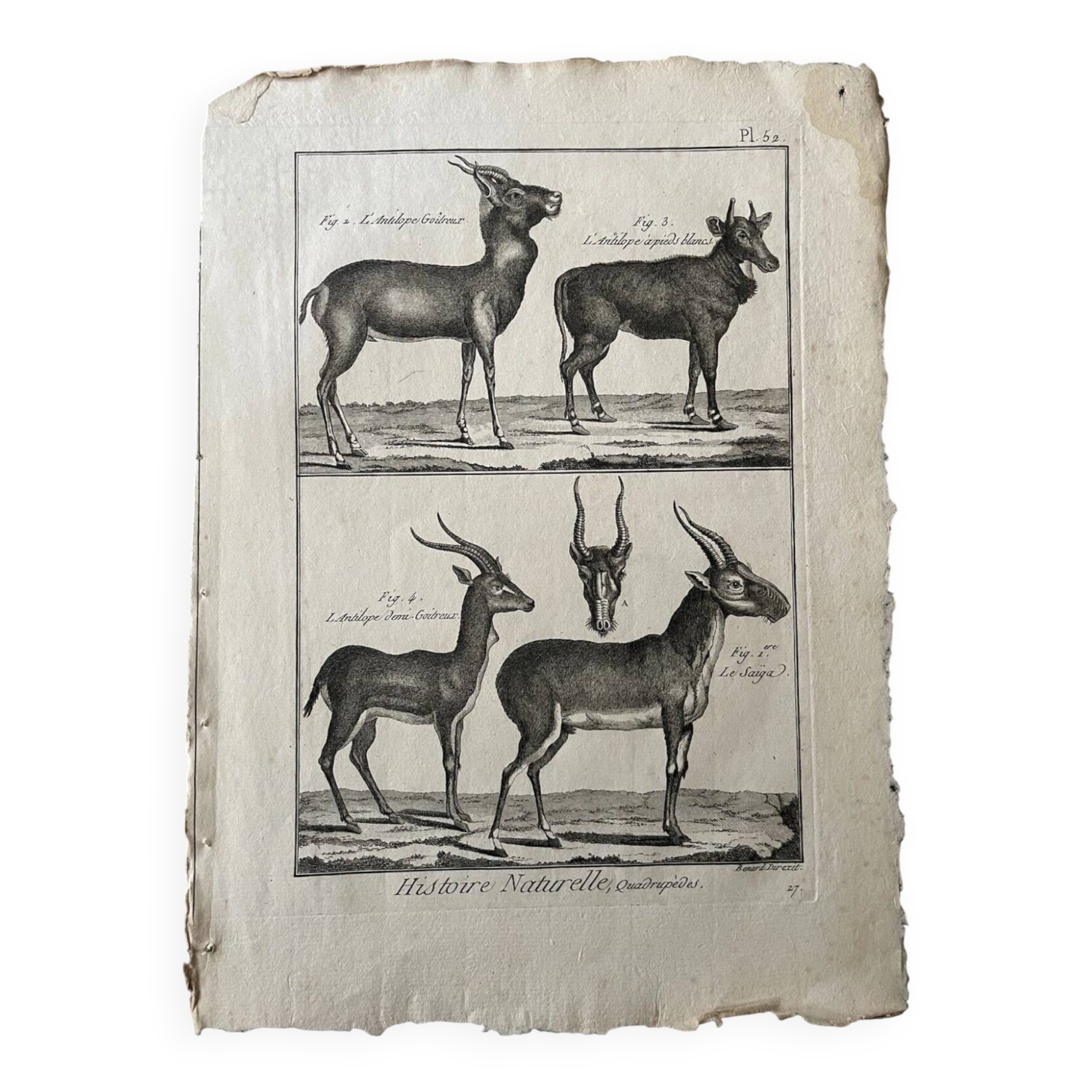 Engraving Old book 18th century Buffon, Bonnaterre, Natural history