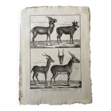 Engraving Old book 18th century Buffon, Bonnaterre, Natural history