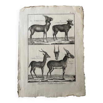 Engraving Old book 18th century Buffon, Bonnaterre, Natural history