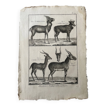 Engraving Old book 18th century Buffon, Bonnaterre, Natural history