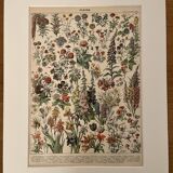 Lithograph on flowers (amaranth) - 1900