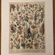 Lithographie sur les fleurs (amarante) - 1900