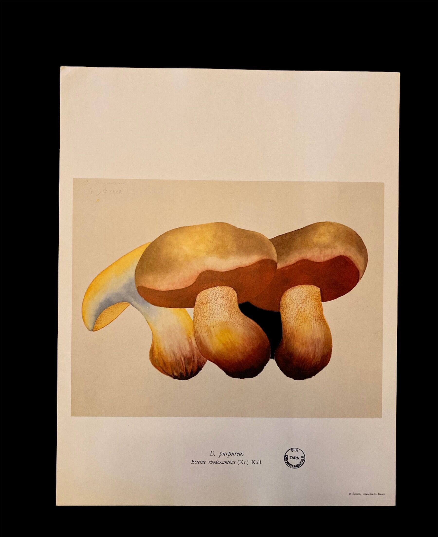 Illustration poster Pierre Joseph Redouté