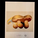 Illustration poster Pierre Joseph Redouté