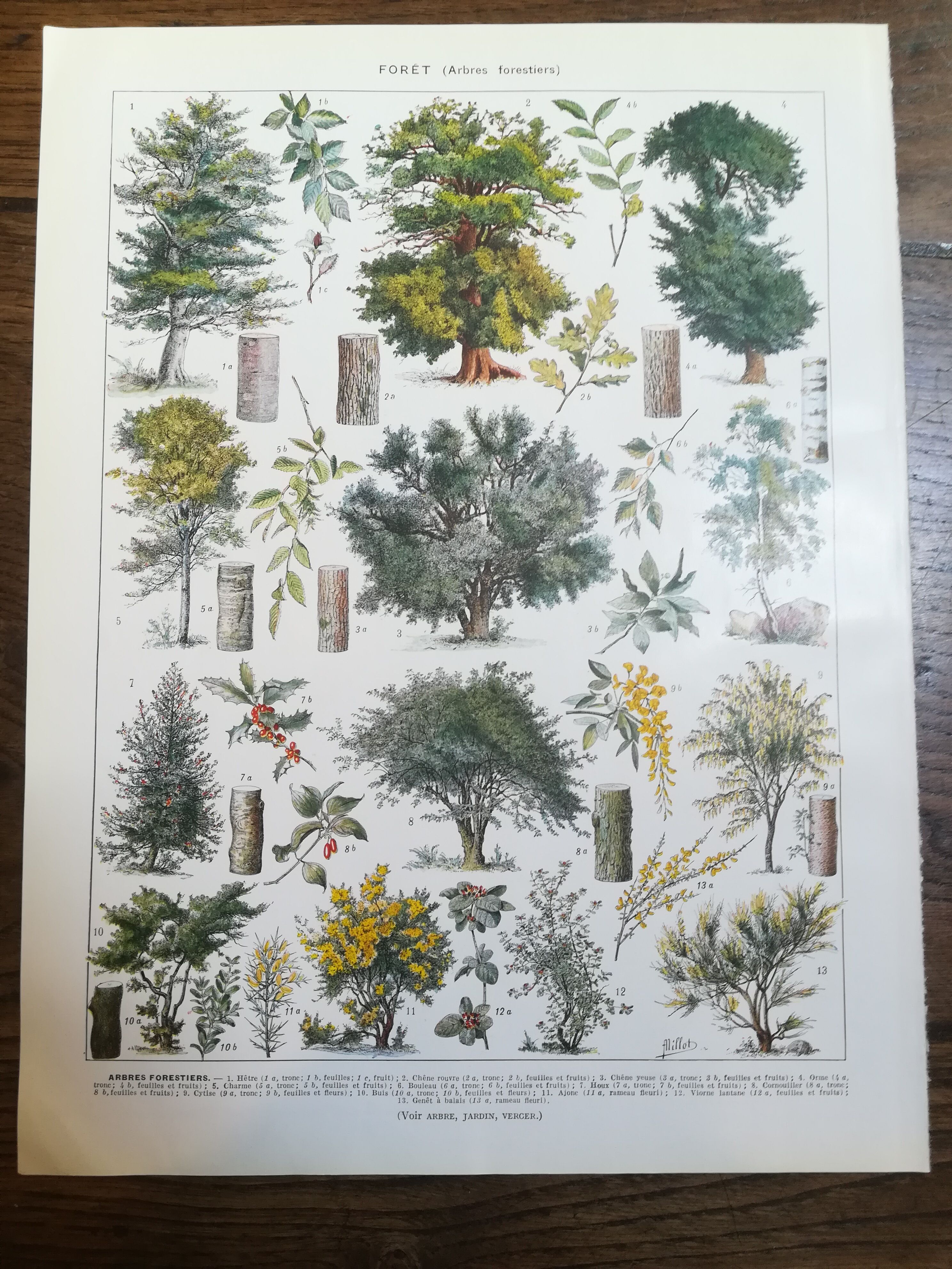 Lithograph on trees from 1928 "beech"