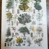 Lithograph on trees from 1928 "beech"