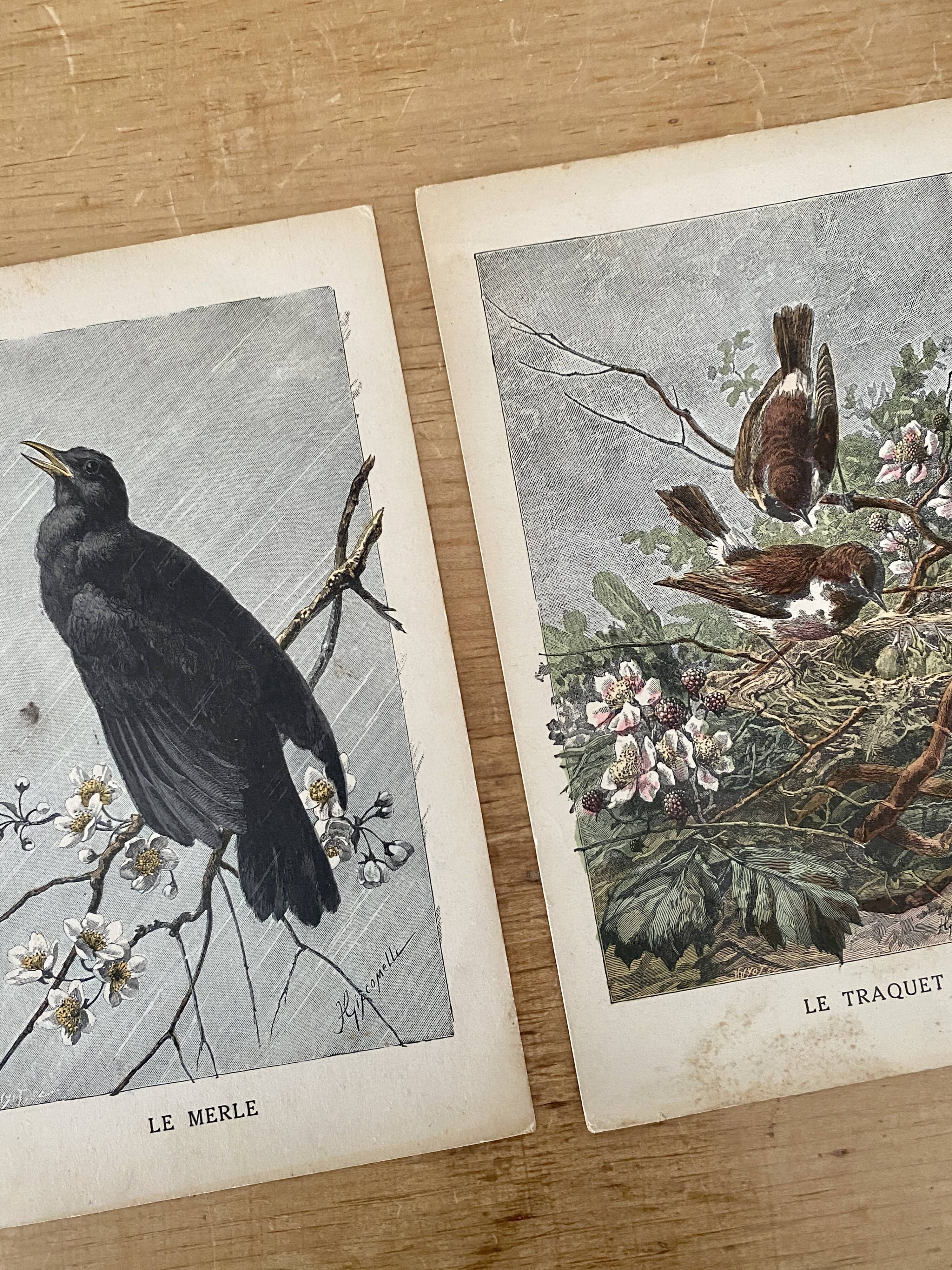 Old engraving of a bird - giacomelli and huyot - le merle -