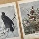 Old engraving of a bird - giacomelli and huyot - le merle -