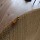 Pair of vintage Scandinavian chairs - 1970s