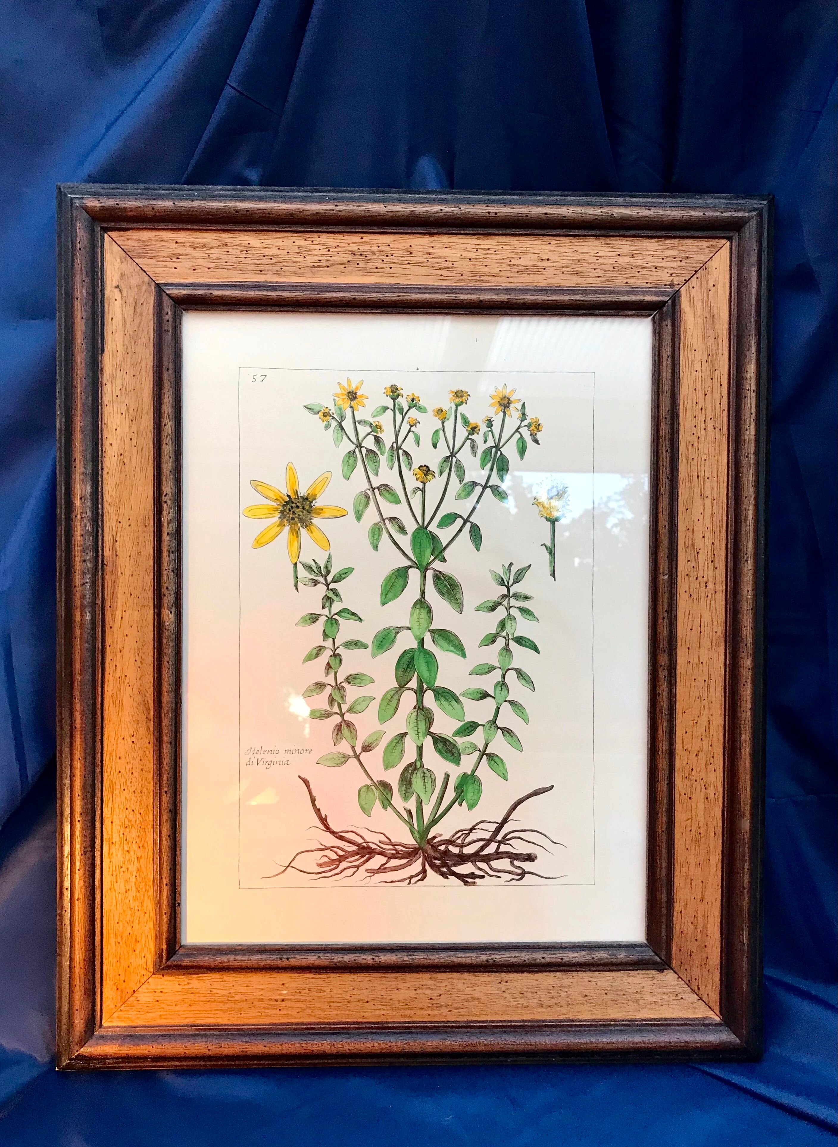 Painting golden yellow flowers wooden frame vintage botanical encyclopedia Lamarck