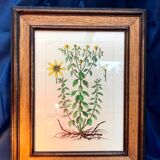 Painting golden yellow flowers wooden frame vintage botanical encyclopedia Lamarck
