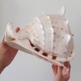 Shellfish