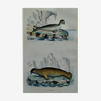 Original zoological plate "Seal & Walrus" Buffon 1840