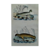 Original zoological plate "Seal & Walrus" Buffon 1840