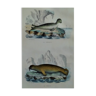 Planche zoologique originale " Phoque & Morse " Buffon 1840