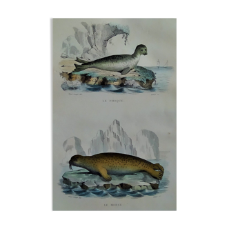 Original zoological plate "Seal & Walrus" Buffon 1840