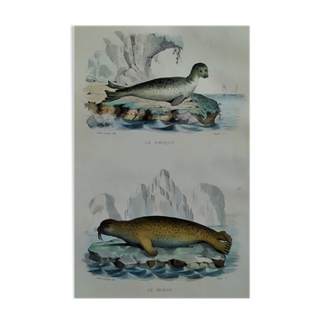 Original zoological plate "Seal & Walrus" Buffon 1840