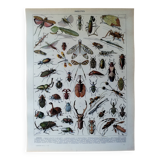 Page 1 of 12 Original lithograph on insects