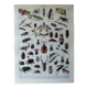 Page 1 of 12 Original lithograph on insects