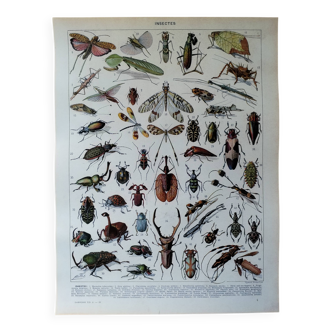 Page 1 of 12 Original lithograph on insects