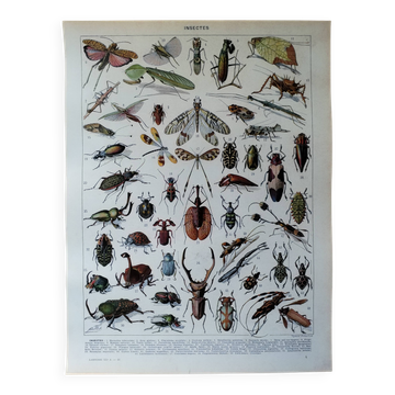 Page 1 of 12 Lithographie originale sur les insectes
