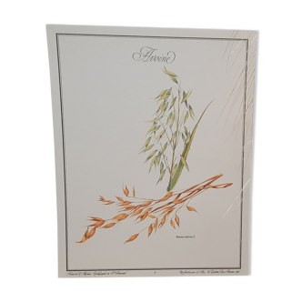 Planche botanique  Avoine