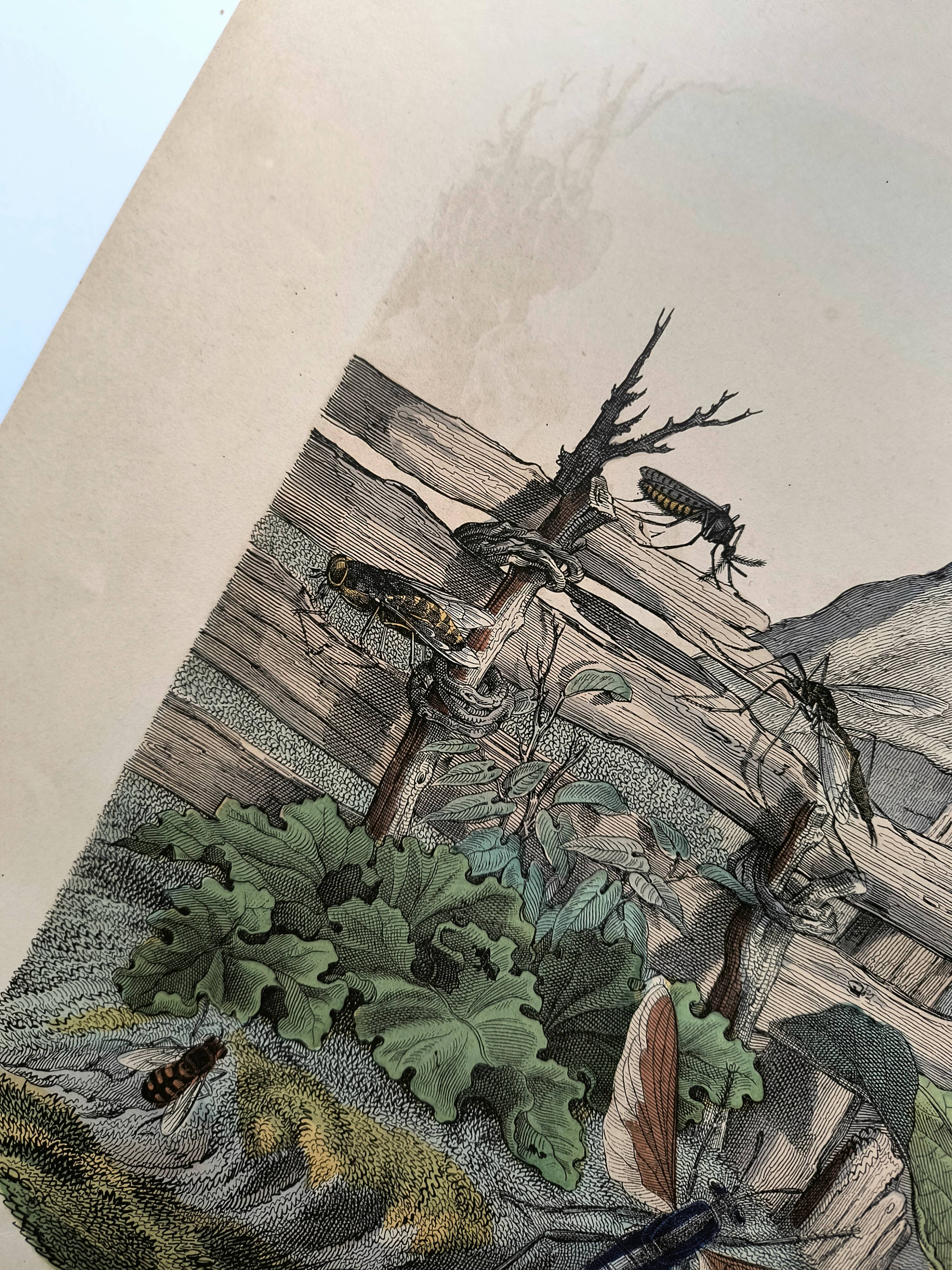 Engraving from 1886 - Insects on the farm - Vintage old lithograph