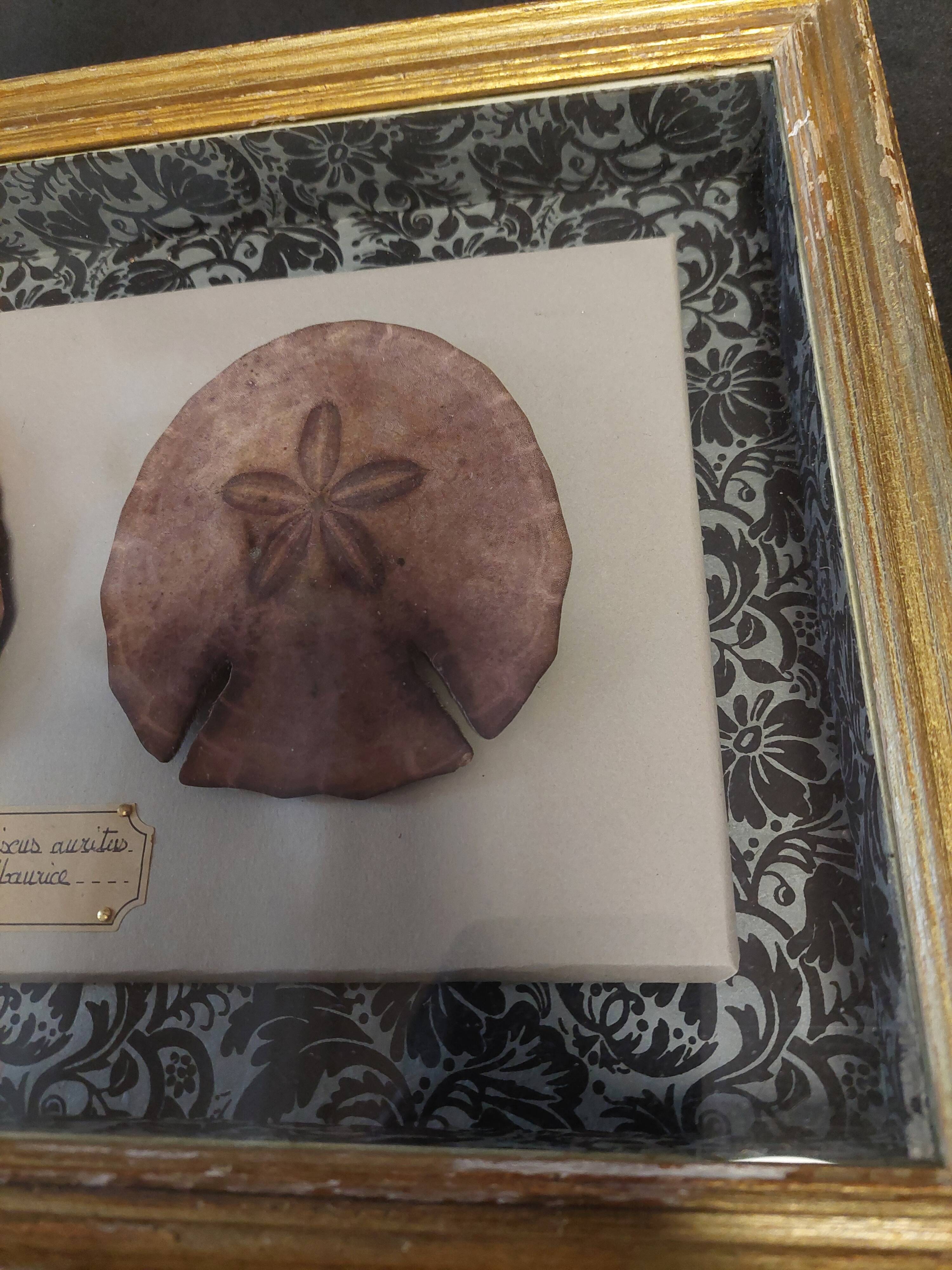 Frame with purple sea urchins Echinodiscus auritus