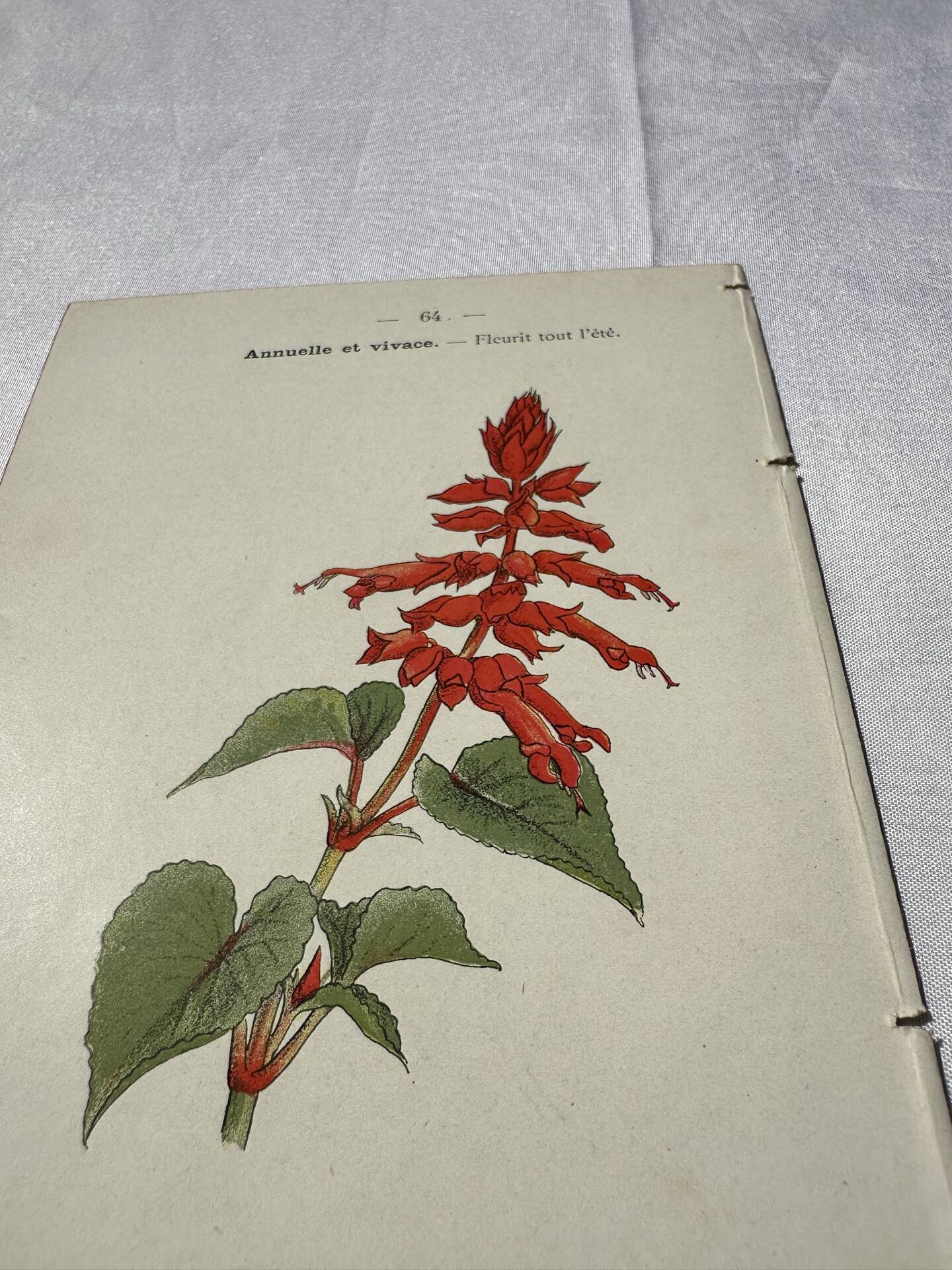 Botanical engraving Flower France double-sided coloured 1800