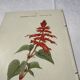 Botanical engraving Flower France double-sided coloured 1800