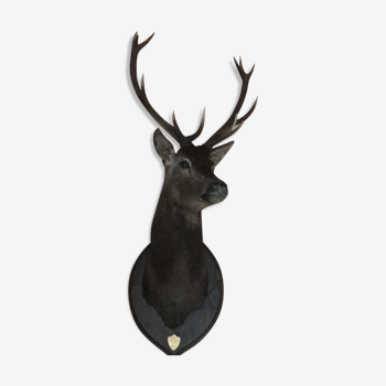 Deer head 12 horns