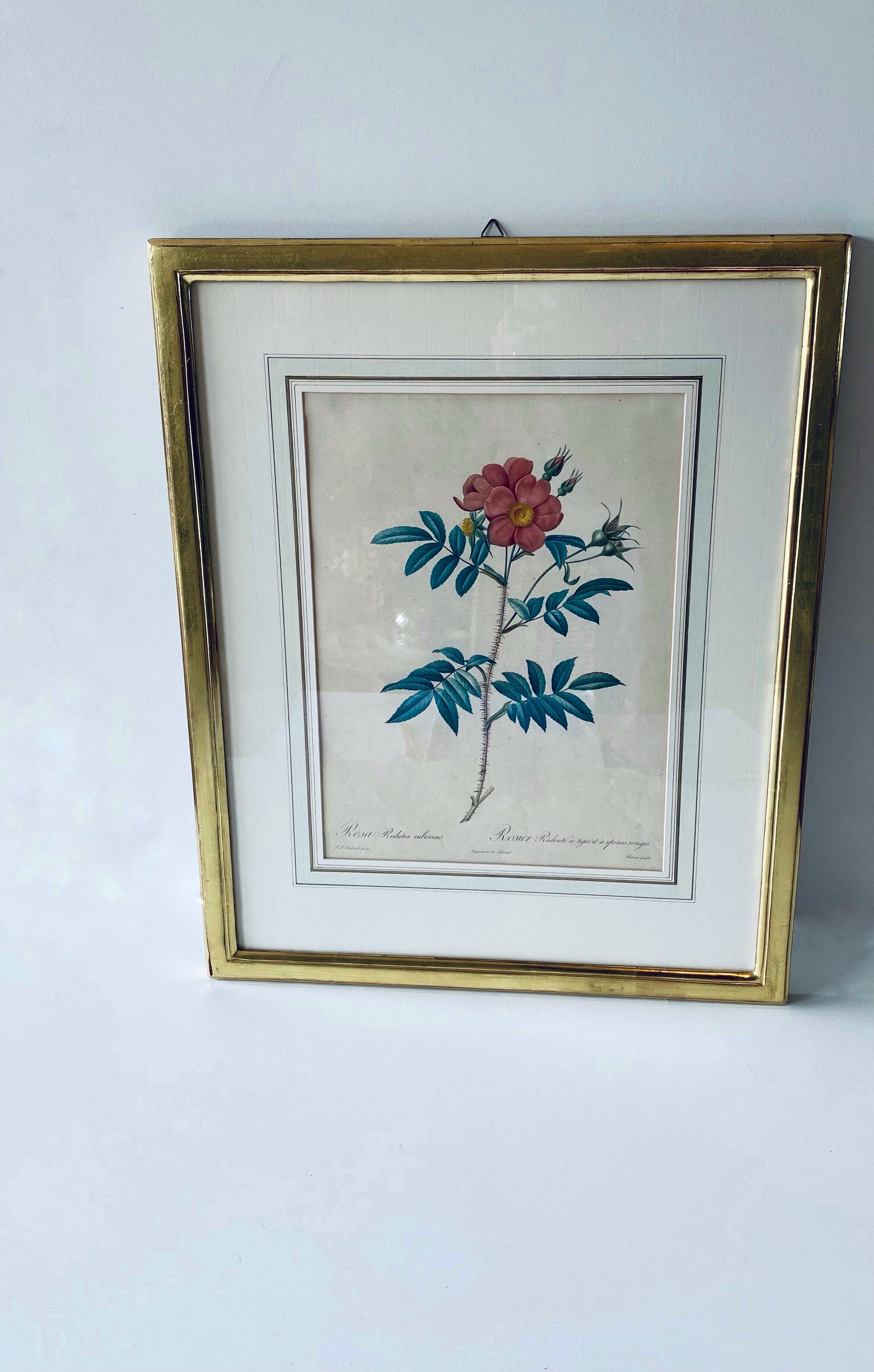 Botanical engraving framed